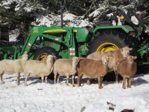 Sheep with our tractor